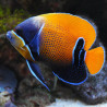 Euxiphipops Navarchus adulte : 7-10 cm